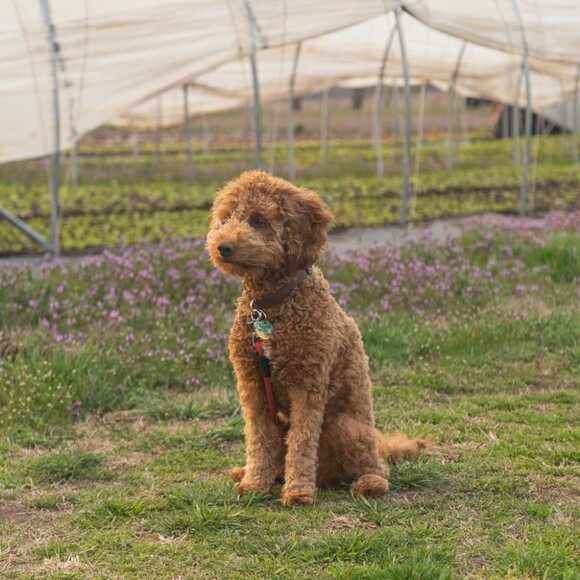 Meet your Posher, Madeline - Picture 1 of 1